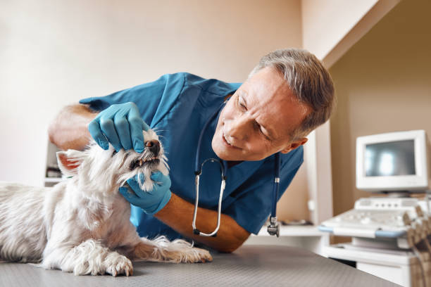 Best Weekend Emergency Dentist in Ackerman, MS